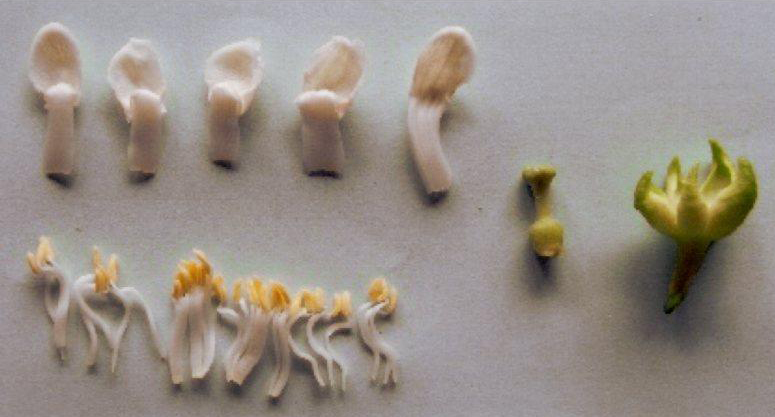 果实 (MAFF, Japan)