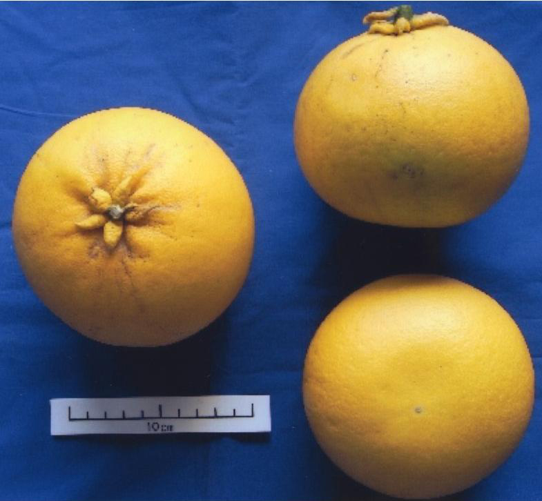 果实 (MAFF, Japan)