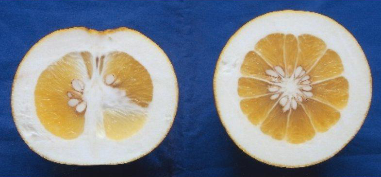 果实 (MAFF, Japan)