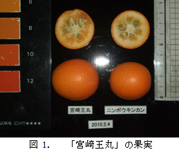 果实 (MAFF, Japan)