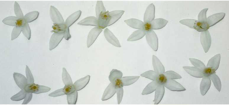 树体 (MAFF, Japan)