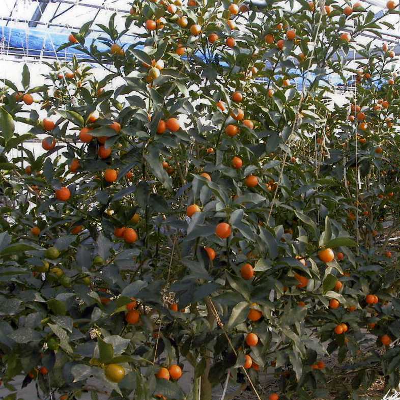 果实 (MAFF, Japan)