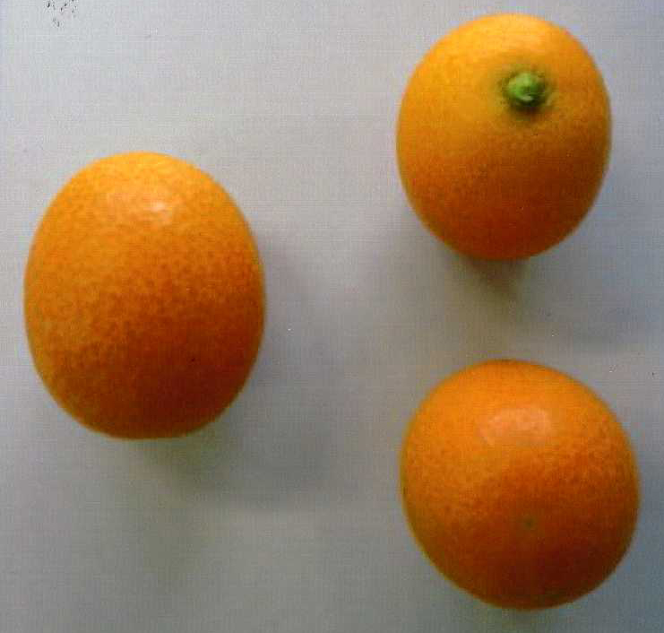 果实 (MAFF, Japan)