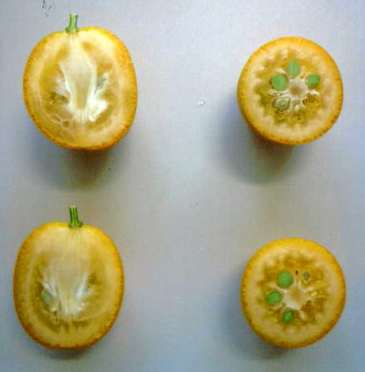 果实 (MAFF, Japan)