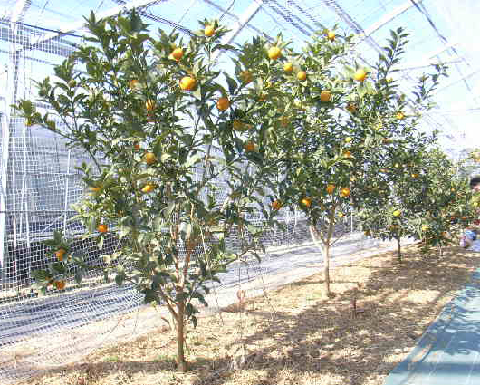 果实 (MAFF, Japan)