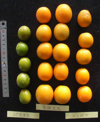 树体 (MAFF, Japan)