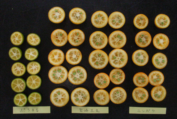 果实 (MAFF, Japan)