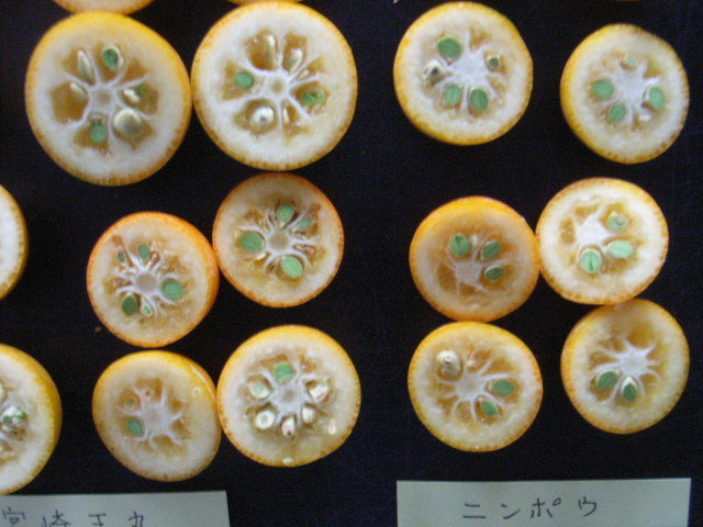 果实 (MAFF, Japan)