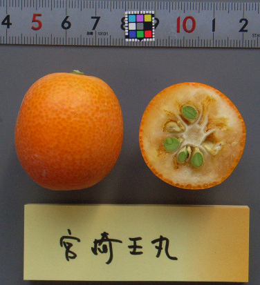 果实 (MAFF, Japan)