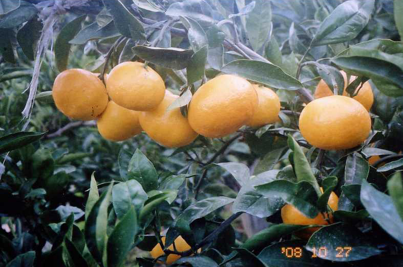 树体 (MAFF, Japan)