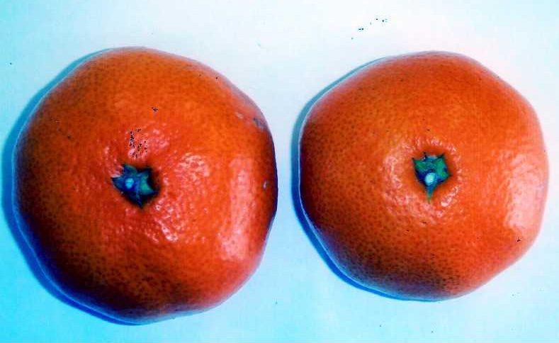 果实 (MAFF, Japan)