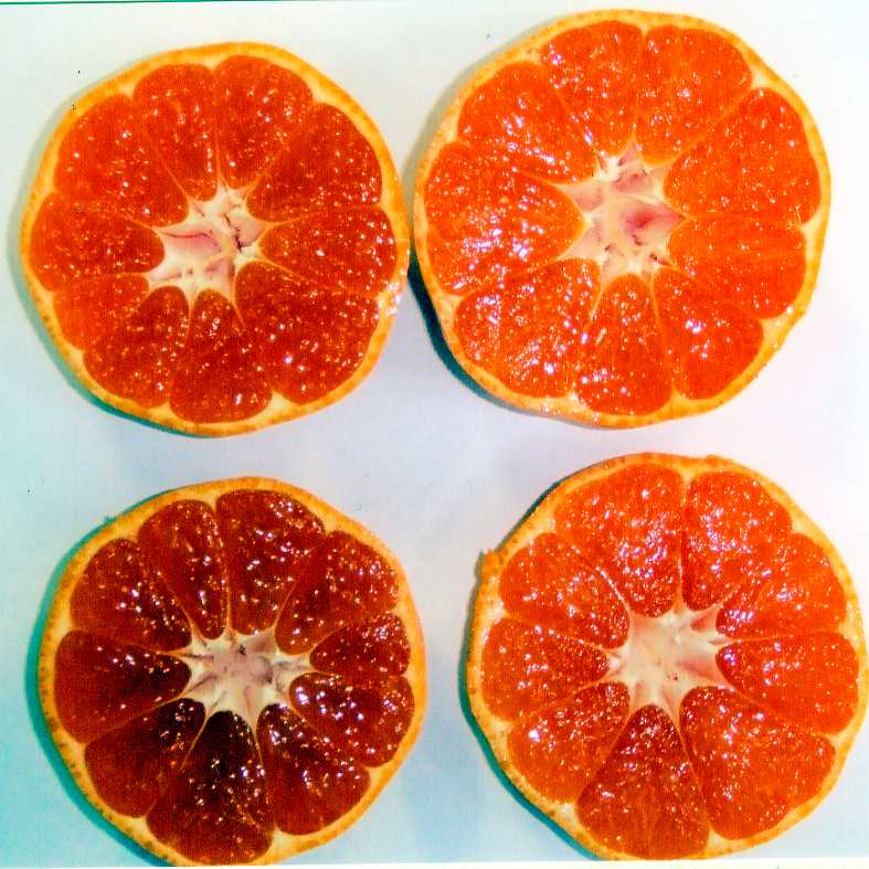 果实 (MAFF, Japan)