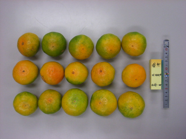 果实 (MAFF, Japan)