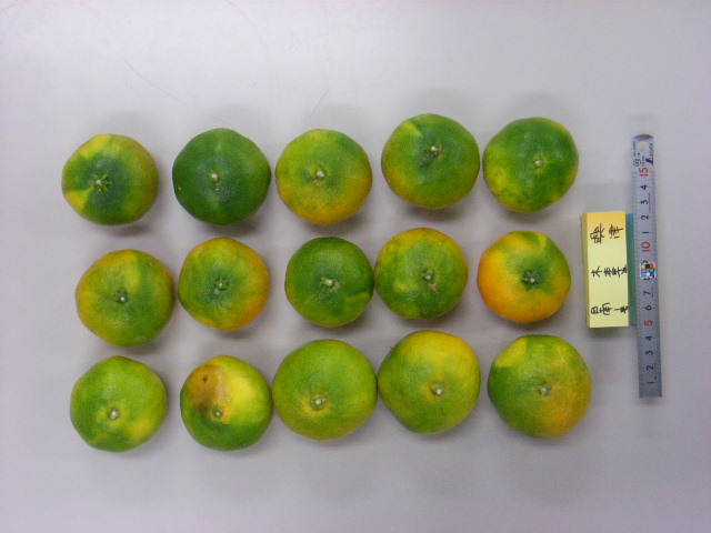 果实 (MAFF, Japan)