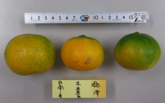 树体 (MAFF, Japan)