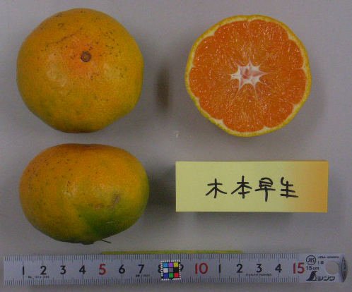 果实 (MAFF, Japan)