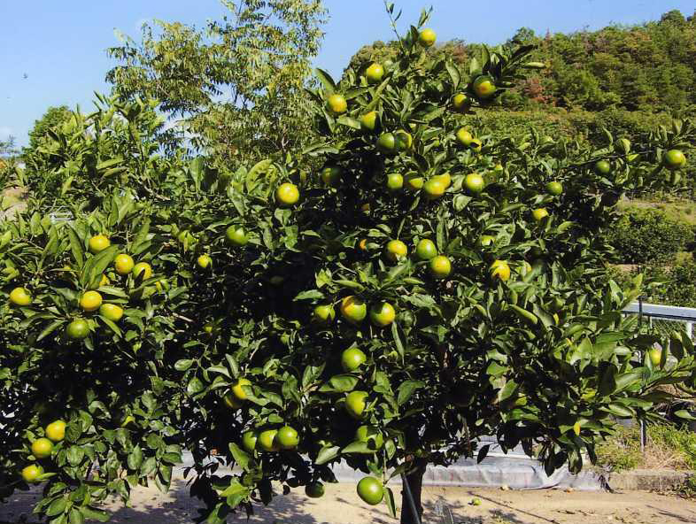 树体 (MAFF, Japan)