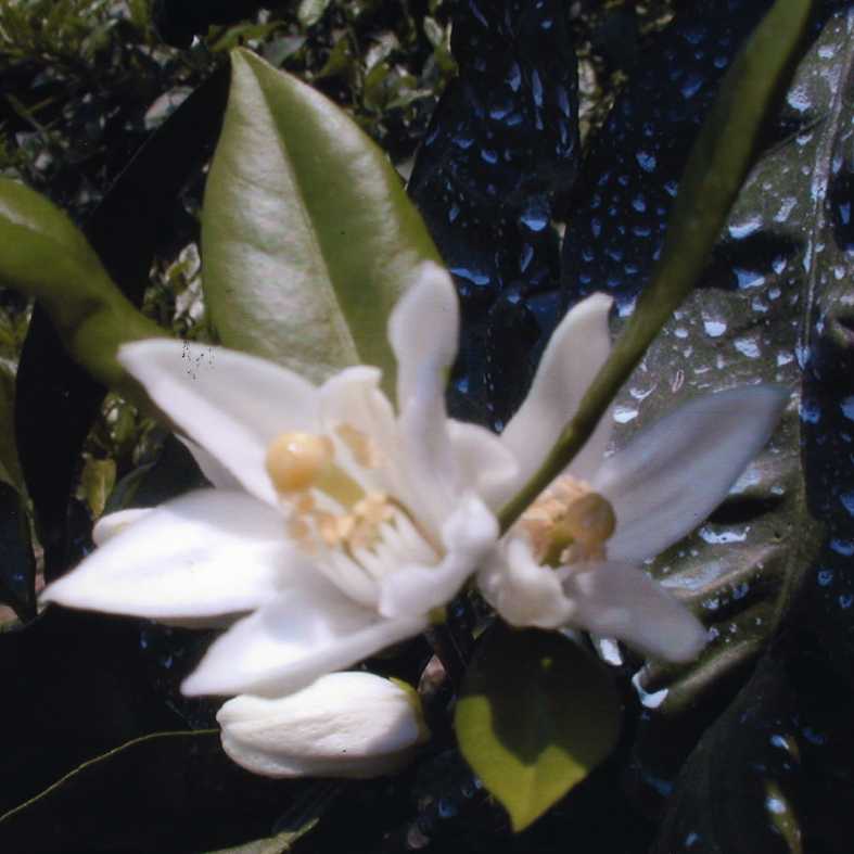 果实 (MAFF, Japan)