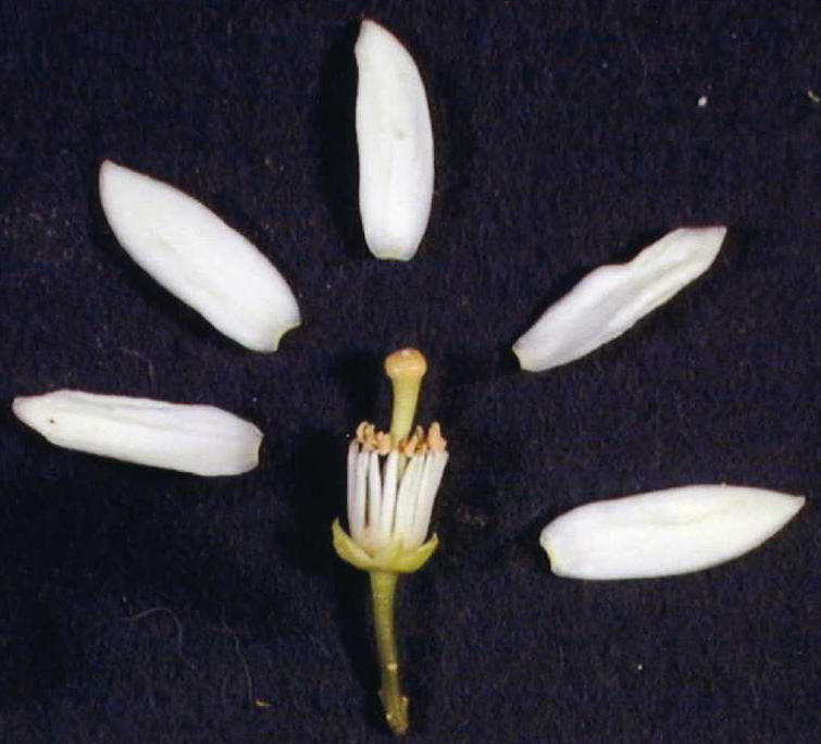 果实 (MAFF, Japan)