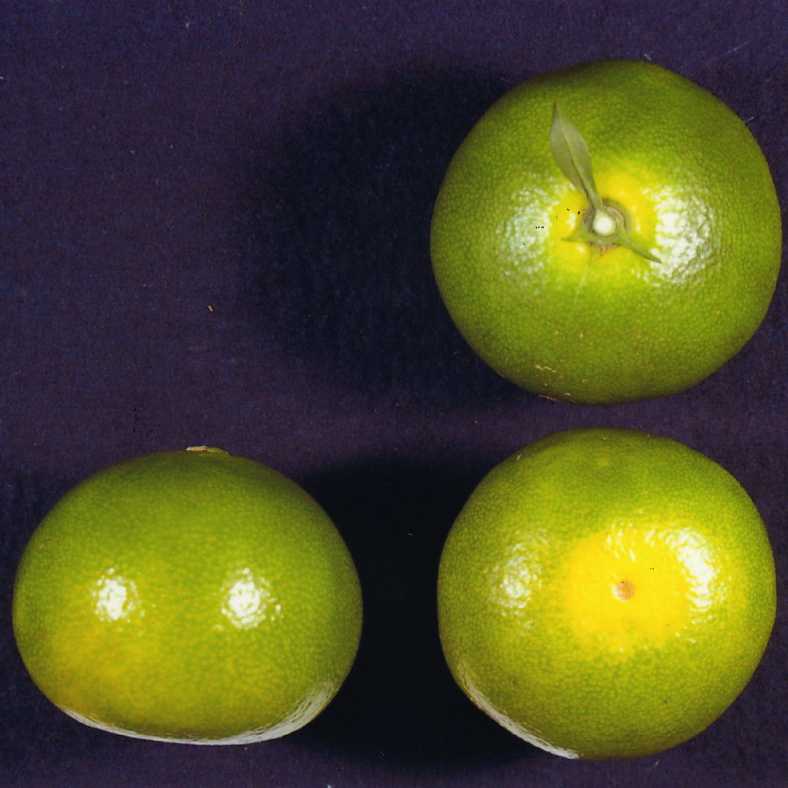 果实 (MAFF, Japan)