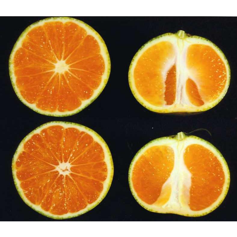 树体 (MAFF, Japan)