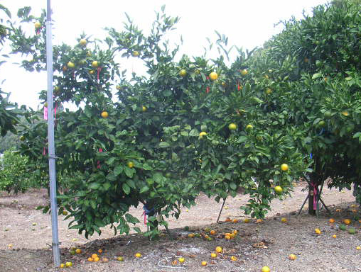 果实 (MAFF, Japan)