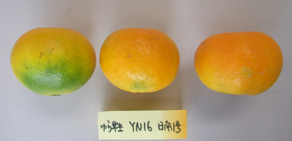 果实 (MAFF, Japan)