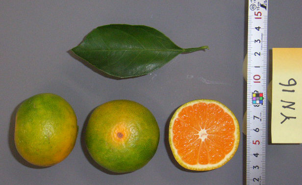 果实 (MAFF, Japan)