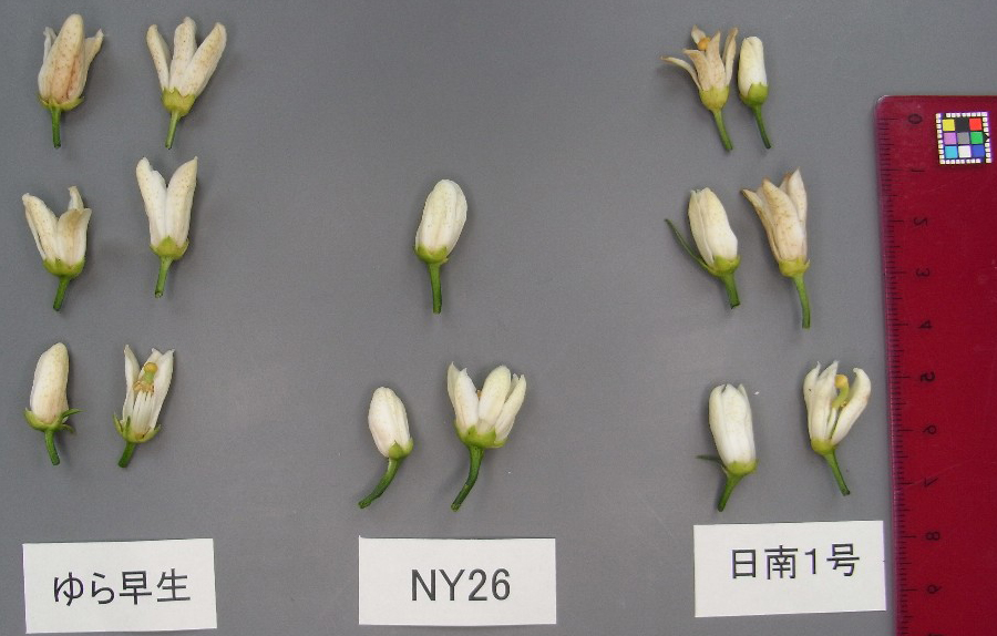 果实 (MAFF, Japan)