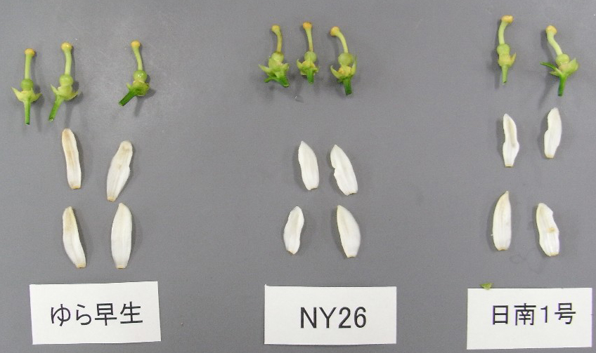 果实 (MAFF, Japan)