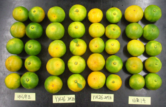 果实 (MAFF, Japan)