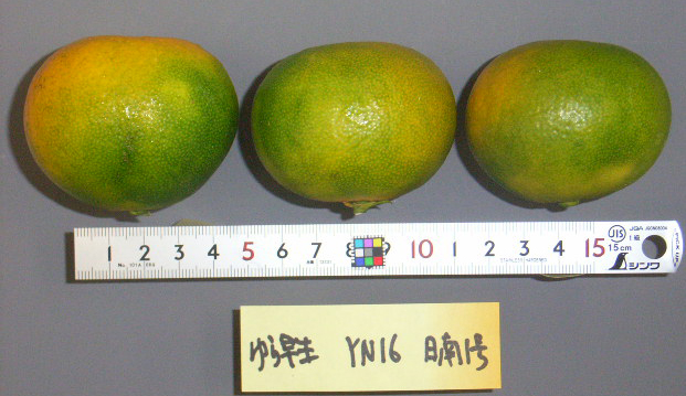 果实 (MAFF, Japan)