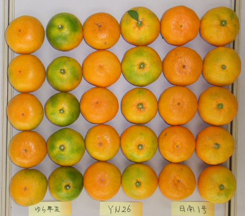 果实 (MAFF, Japan)