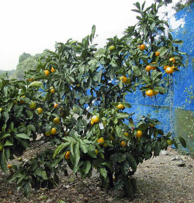 树体 (MAFF, Japan)