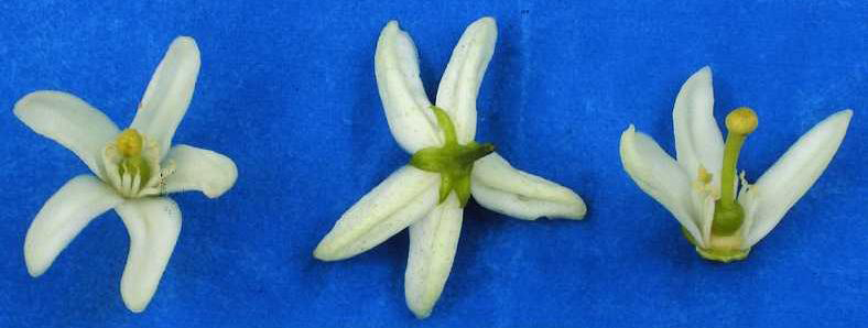 果实 (MAFF, Japan)