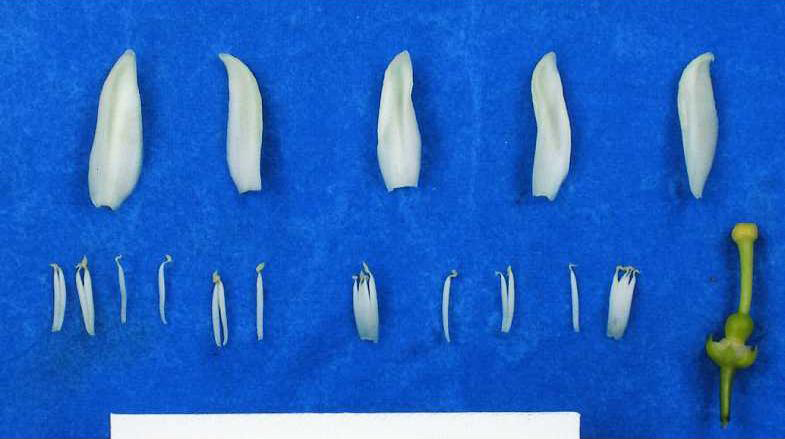 果实 (MAFF, Japan)