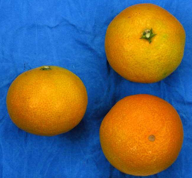 果实 (MAFF, Japan)