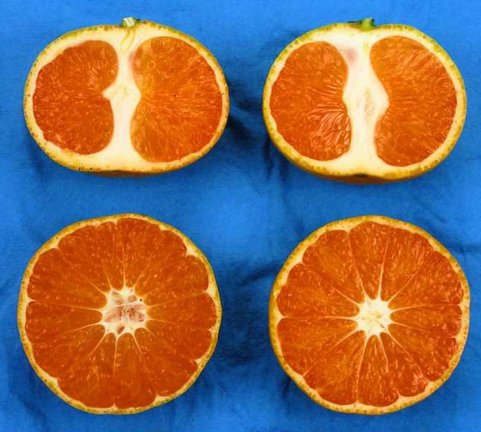 果实 (MAFF, Japan)