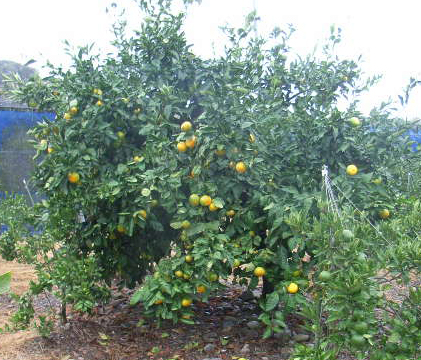 树体 (MAFF, Japan)