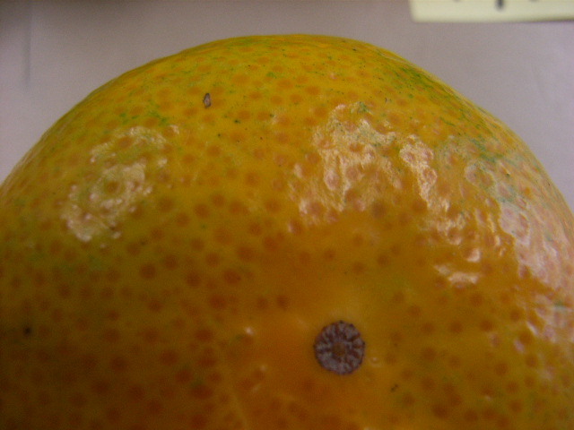 果实 (MAFF, Japan)