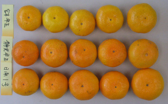 果实 (MAFF, Japan)