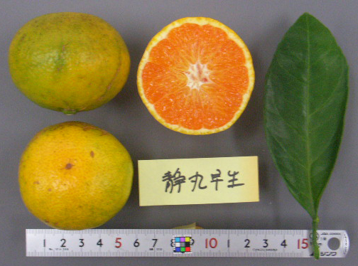 果实 (MAFF, Japan)