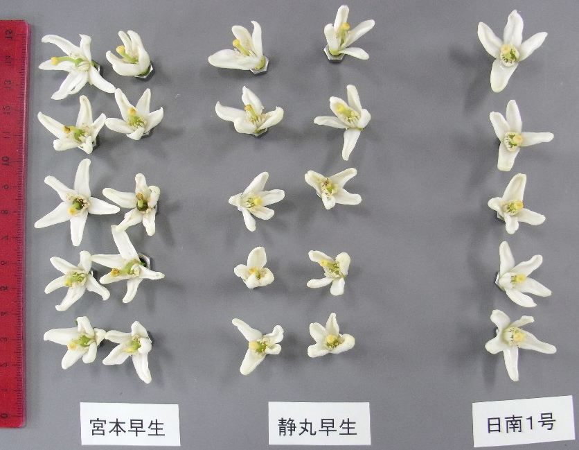 果实 (MAFF, Japan)