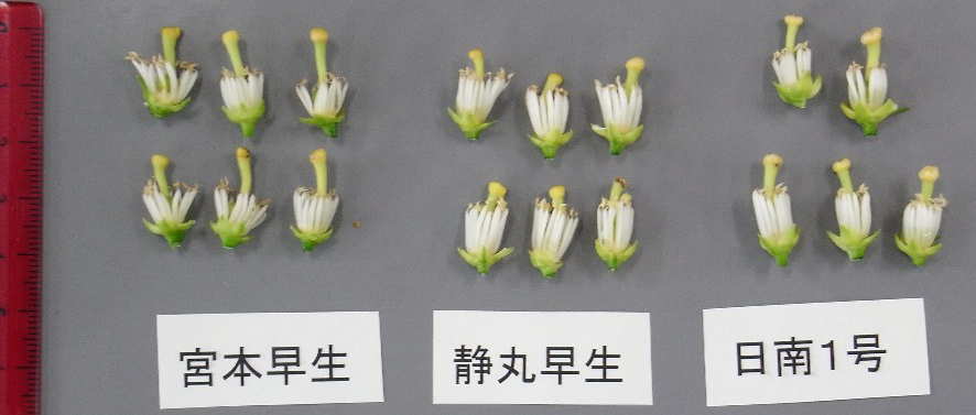 果实 (MAFF, Japan)