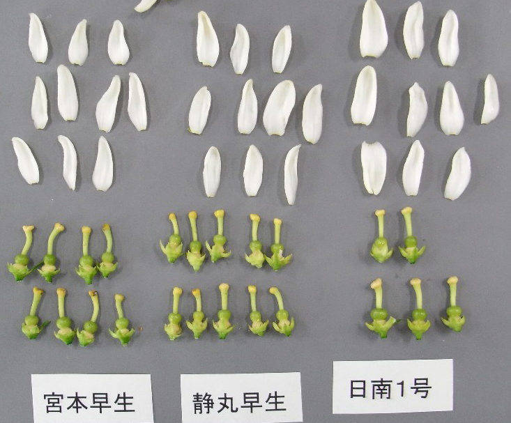 果实 (MAFF, Japan)