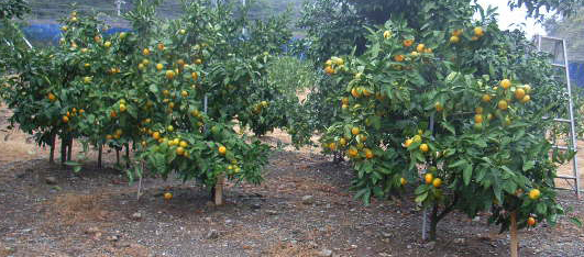 果实 (MAFF, Japan)