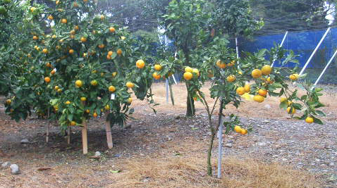 果实 (MAFF, Japan)