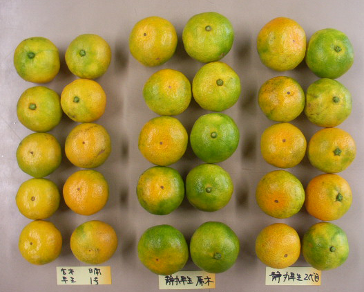 果实 (MAFF, Japan)