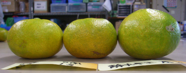 果实 (MAFF, Japan)