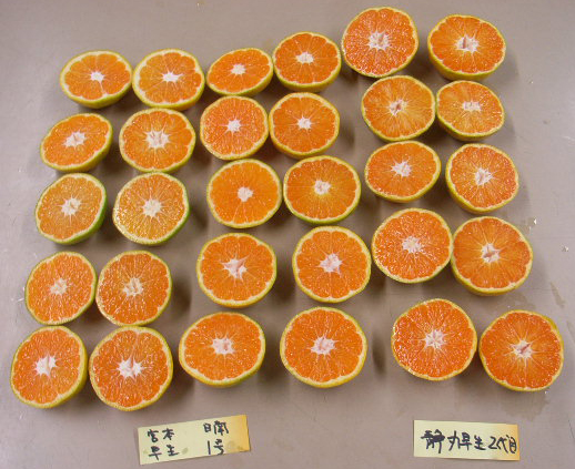 果实 (MAFF, Japan)